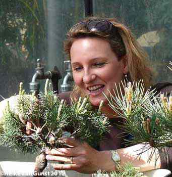 Heike with pine tree